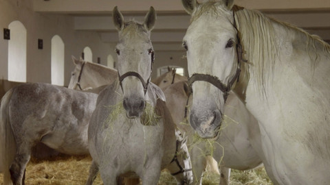 Národní klenoty - Kladruby - Koně pro císaře