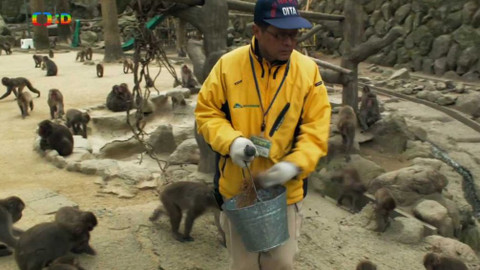 Cestohrátky - Japonsko