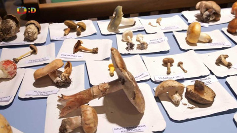 Zprávičky - 15. září 2023