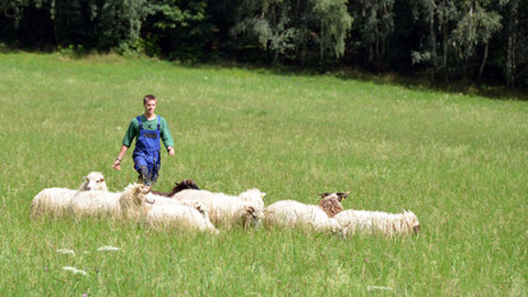 Malá farma - Ovce a pes