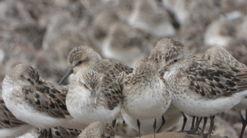 Darwinův úžasný svět zvířat - 2/13 Vábení extrémních přílivů