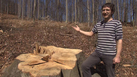 Nedej se! - Bučiny v likvidaci