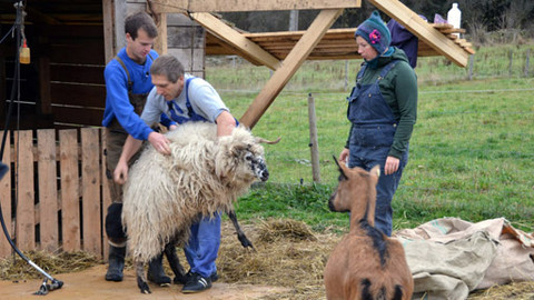 Malá farma - Návrat kozla