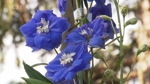 Hobby naší doby - 7. listopadu 2020