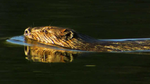 Dobrodružství vědy a techniky - Bobři kanadští - návrat stavitelů hrází