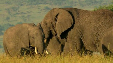 Královny savany - krásné a nezkrotné - 2/6 Umění svádět