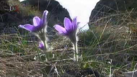 Živé srdce Evropy - Koniklec otevřený