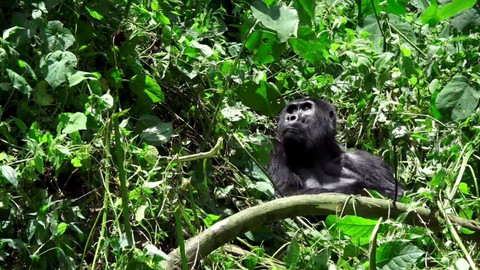 Africká abeceda - G – gorila