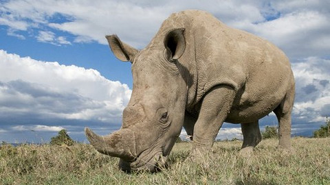 Hitparáda zvířecích zabijáků - 1/5 Deset nejlepších obránců