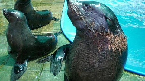 Mezi námi zvířaty - 21. června 2008