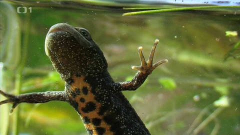 Živé srdce Evropy - Čolek velký