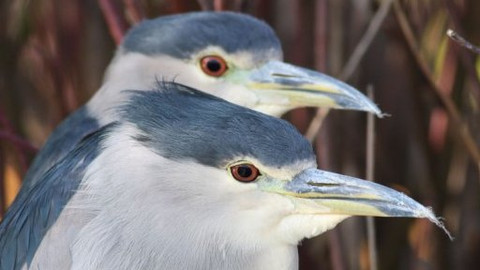 Příběhy z přírody - 1/6 Švihák z bažin