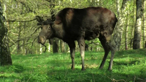 Živé srdce Evropy - Los evropský