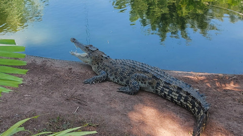 Giganti přírody - Krokodýli