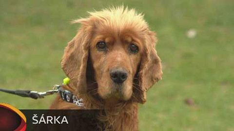 Chcete mě? - Chcete je?