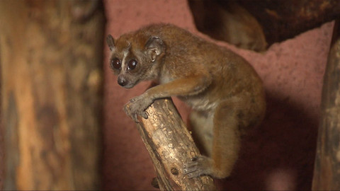Nedej se! - Zachraňme outloně