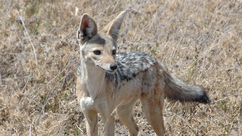 Obdivuhodný svět přírody - Šakal čabrakový