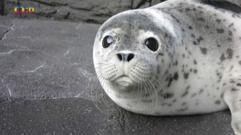 Příběhy zvířecích miminek - Epizoda 6/6