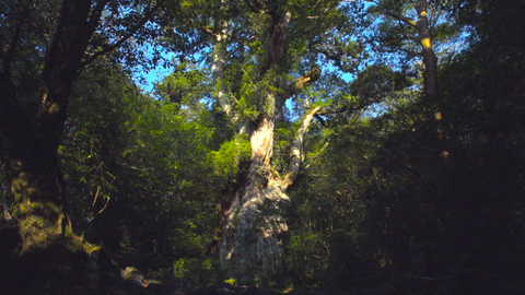 Darwinův úžasný svět zvířat - 6/12 Tisíciletý obr