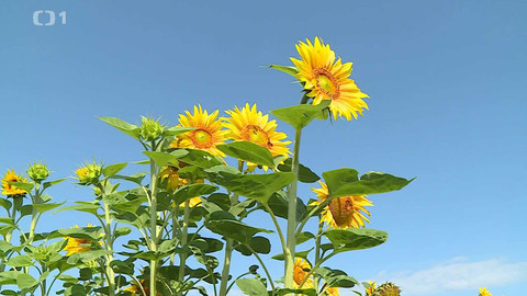 Týden v regionech (Ostrava) - 9. srpna