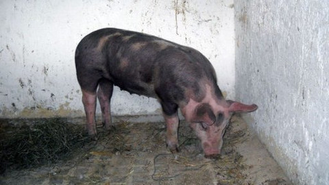 Malá farma - Přeštická prasátka