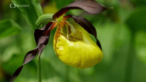 Minuty z přírody - Střevíčník pantoflíček