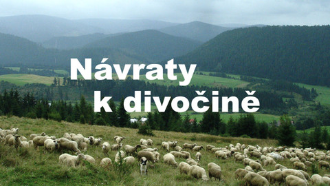 Návraty k divočině