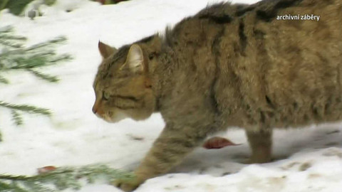 Nedej se! - Hledá se kočka divoká