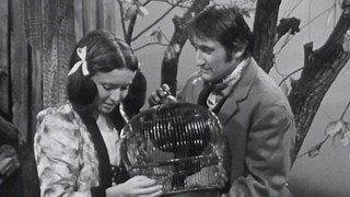 Nejsem chmýrko na bodláku