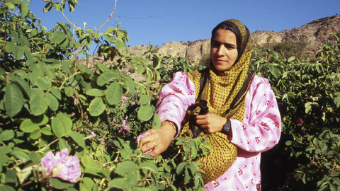 GEO 360° - Omán - růže z pouště