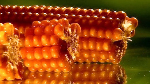 Pod pokličkou - Kukuřici hlodejte a na řeči nedejte