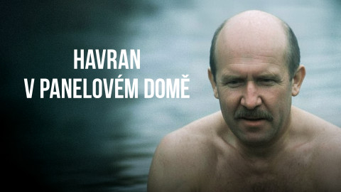 Havran v panelovém domě