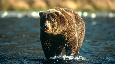 Světozor - Kodiak