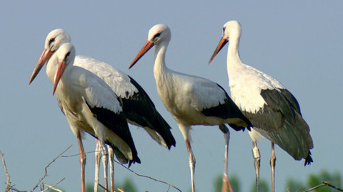 Dobrodružství vědy a techniky - Bílí čápi – letní hosté Evropy