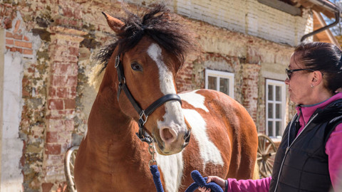 Českem na koňském hřbetu - 4/14 Kůň pro alergiky