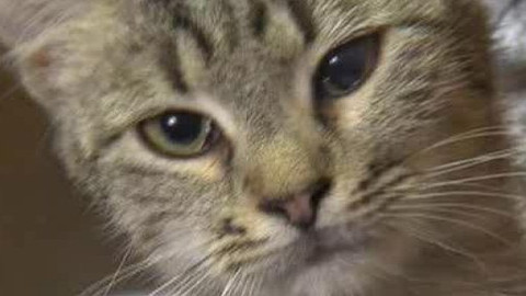 Chcete mě? - Chcete je?