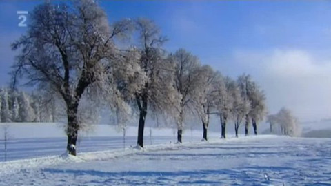 Nedej se! - Padne stromořadí v Orlických horách?