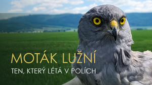 Obrázek pořadu Moták lužní - ten, který létá v polích