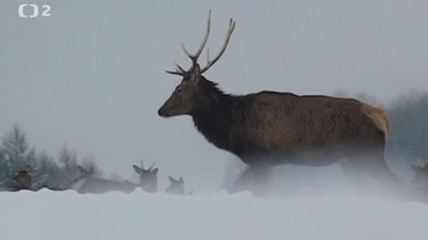 Tisíc let české myslivosti - 19. října 2013