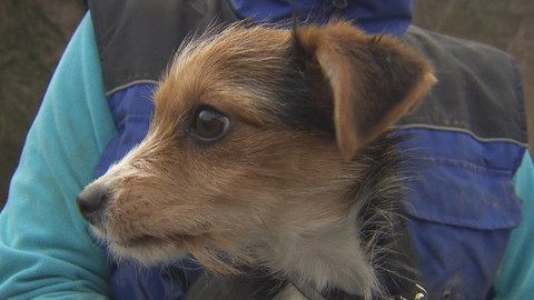 Chcete mě? - Chcete je?