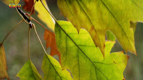 Zprávičky - 24. října