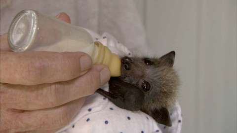 Záchrana zvířecích sirotků - Epizoda 3/3