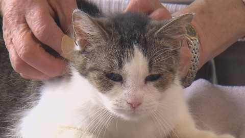 Chcete mě? - Chcete je?