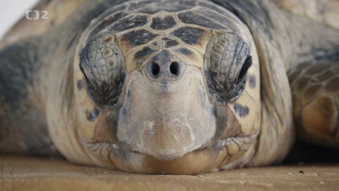 Evropa dnes - Záchrana jadranských mořských želv