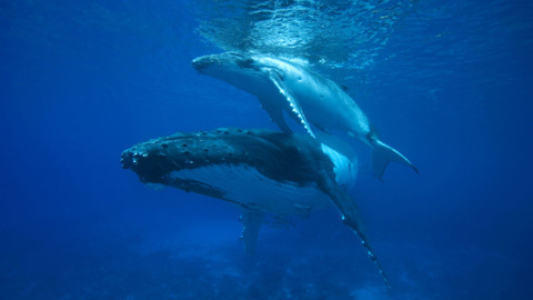 Planeta Země - 9/11 Mělká moře