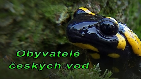 Obyvatelé českých vod