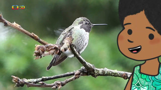 Velká kniha o zvířátkách II