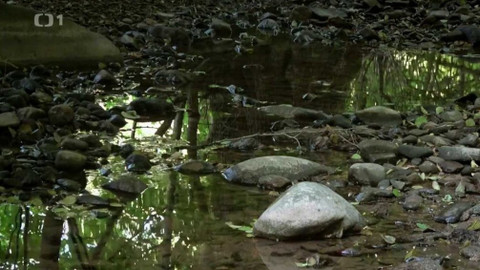 Kapka vody - Žábronožky v loužích a tůních