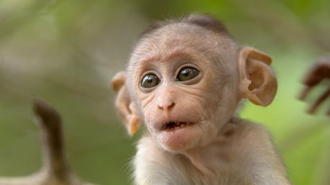 Dramatické příběhy z divočiny - 3/5 Opičí mládě