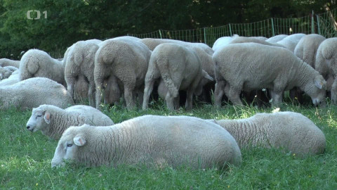 Toulky Českem budoucnosti - Masný průmysl